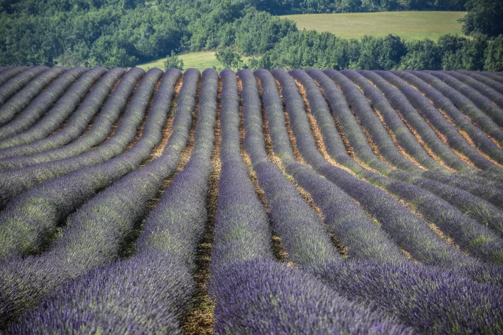 Purple Lavender Field Blooms Rows Greenery