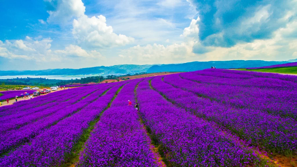 Purple Lavender Field Blooming Sky Clouds