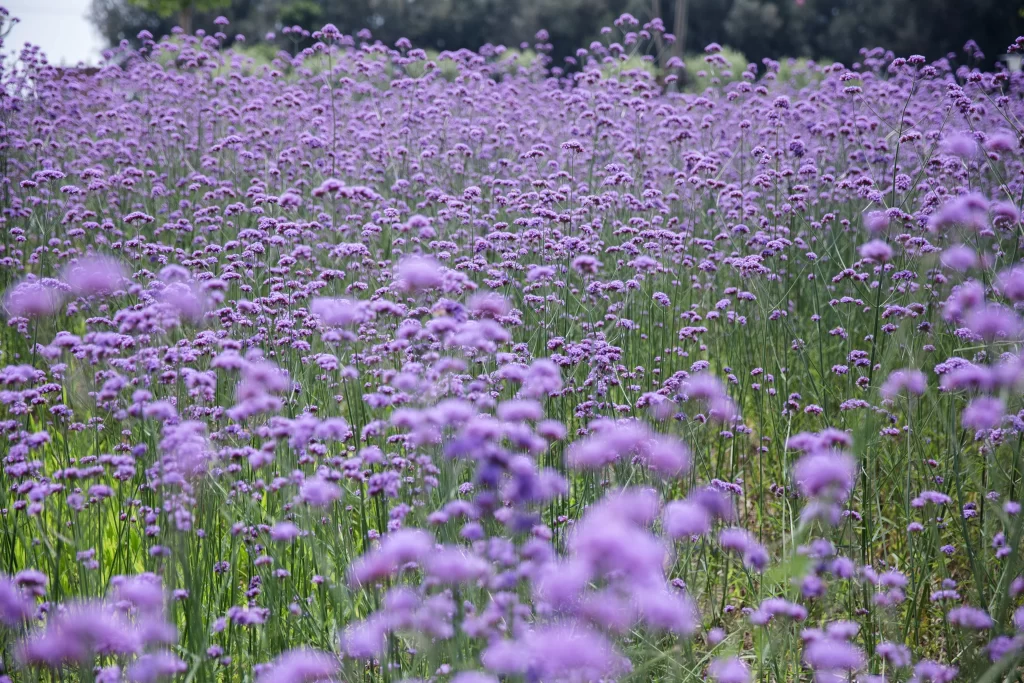 Purple Lavender Field Blooming Flowers Green gray Stems