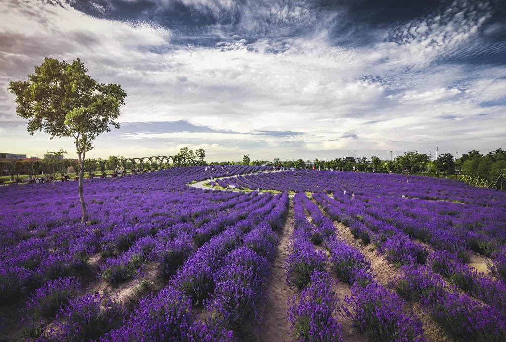 Purple Lavender Field Blooms Rows Sky