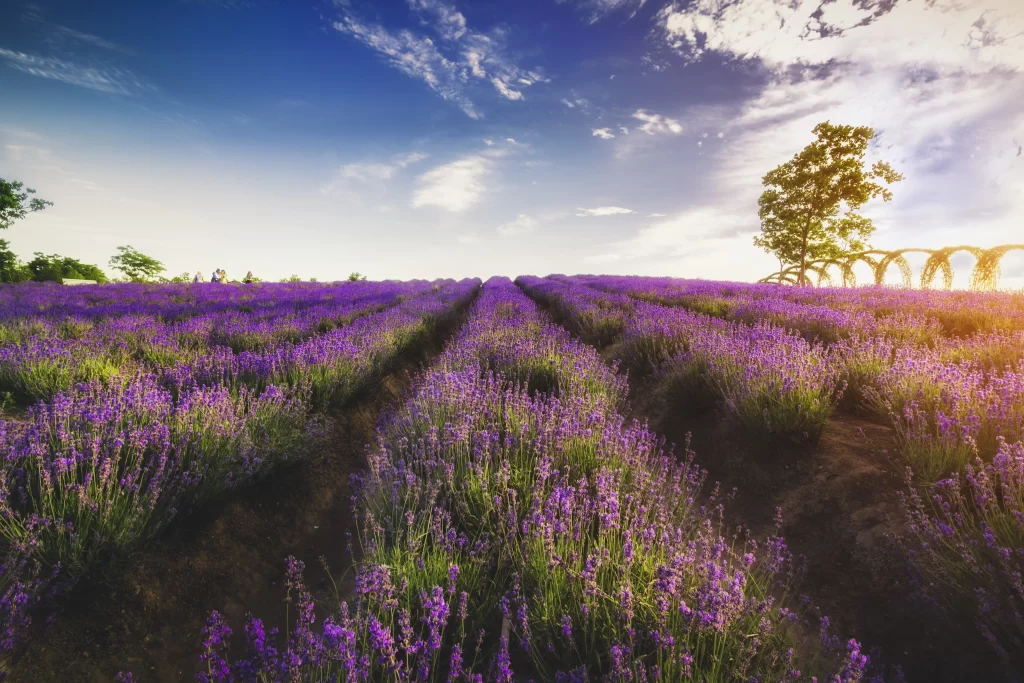 Purple Lavender Field Blooming Sunlight