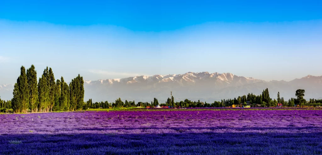 Purple Lavender Field Blooms Trees Mountains