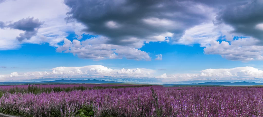 Purple Lavender Field Blooms Sky cool Clouds