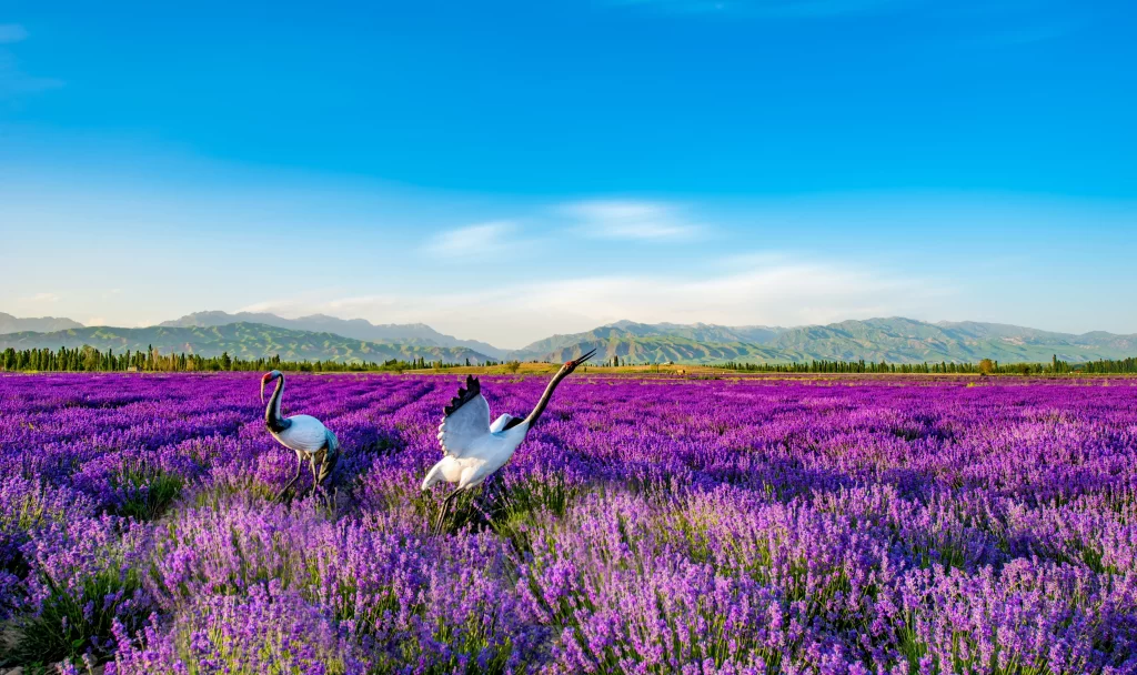 Purple Lavender Field Blooming Scenic