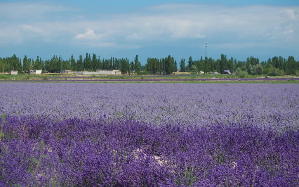 Purple Lavender Field Blooming Flowers gray Greenery
