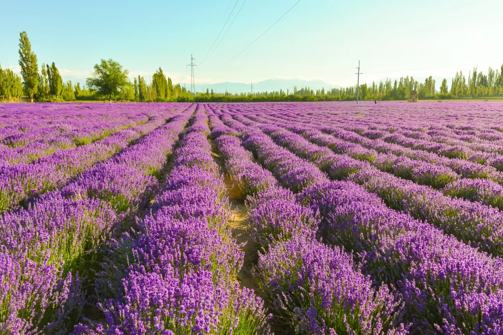 Purple Lavender Field Blooming Rows gray Greenery