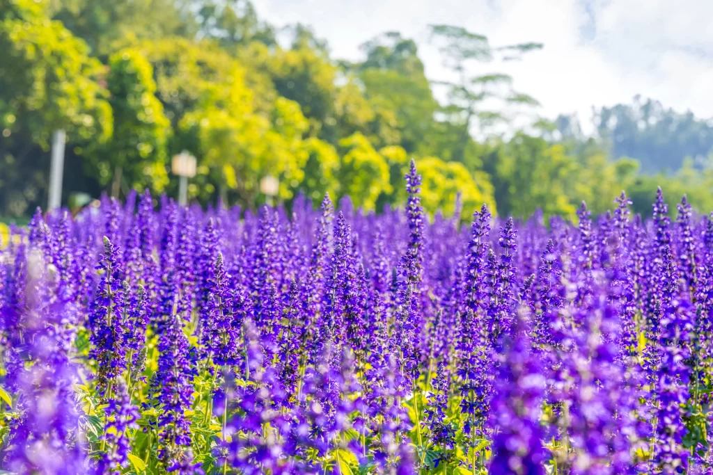 Purple Lavender Field Blooming Flowers gray Greenery