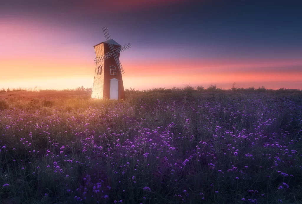 Purple Lavender Field Blooms Sunset Windmill