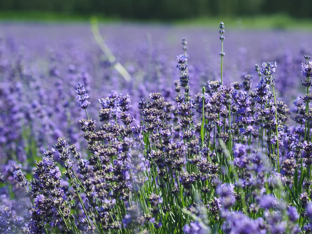 Purple Lavender Field Blooms Stems gray Green