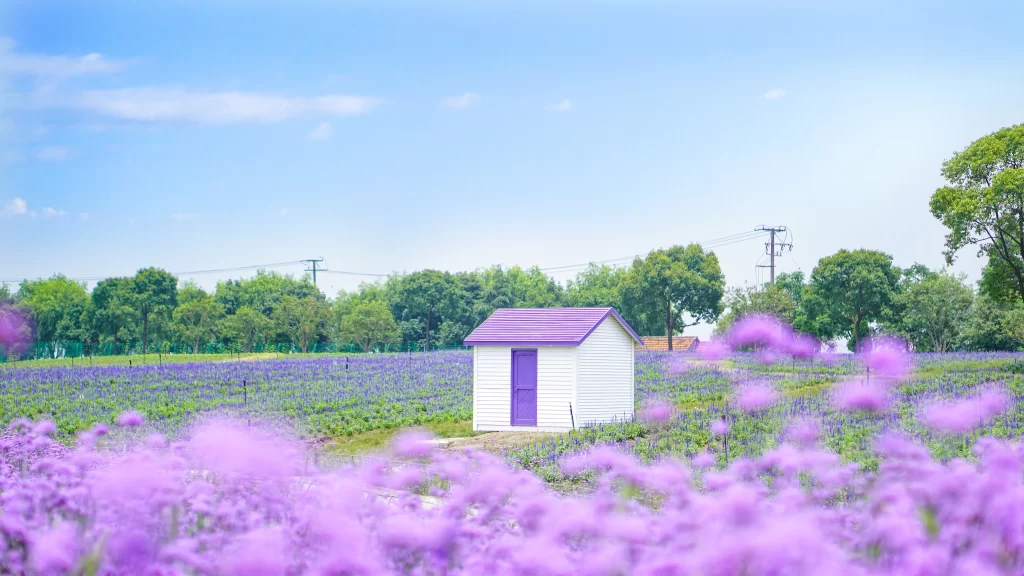 Purple Lavender Field Blooming cool Flowers