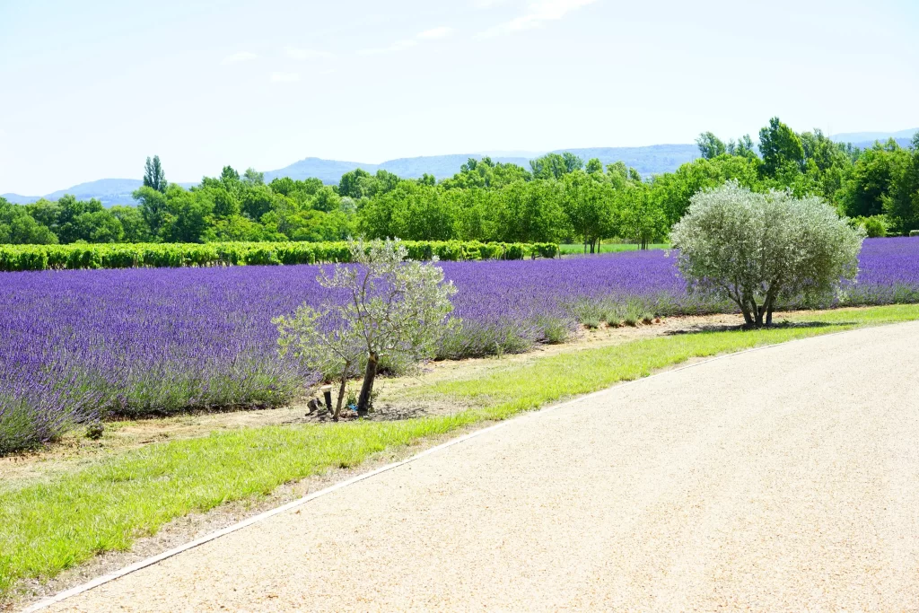 Purple Lavender Field Blooming Green Trees