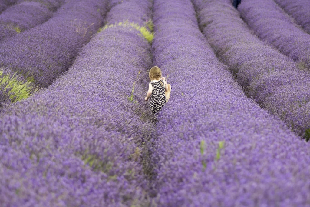 Purple Lavender Field Blooming Rows Child