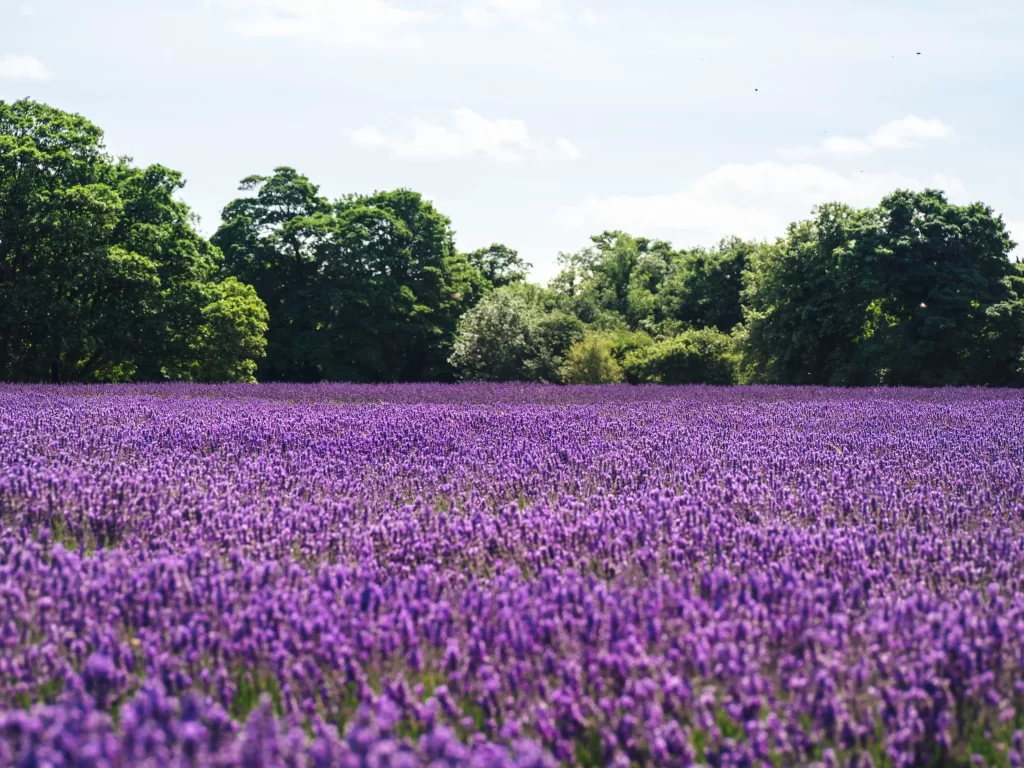 Purple Lavender Field Blooms gray Greenery