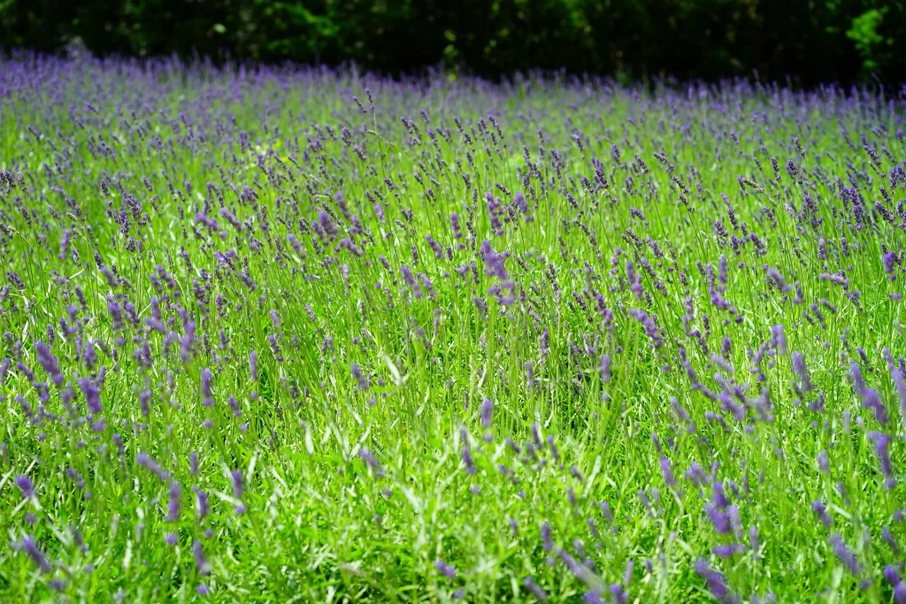 Purple Lavender Field Blooming Green Stems