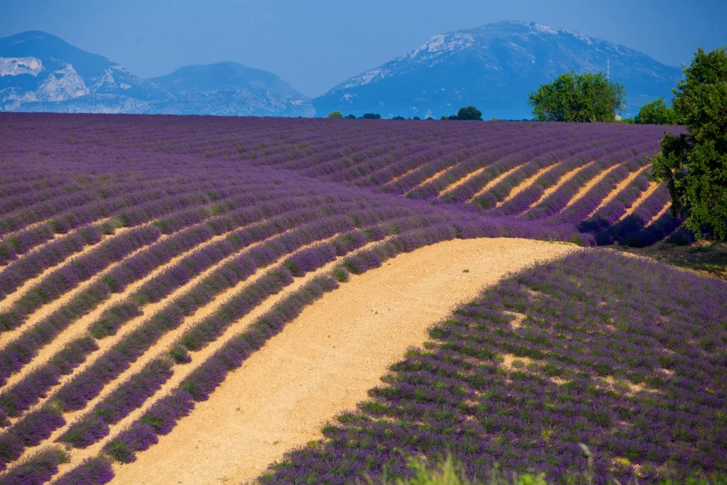 Purple Lavender Field Blooming Rows Hills