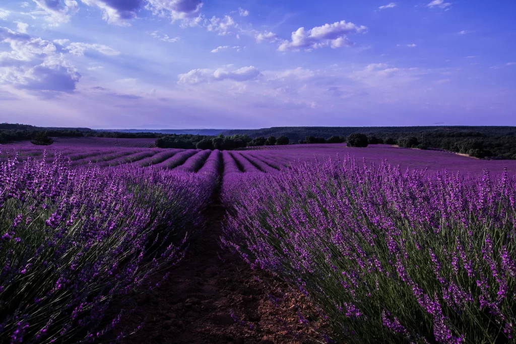 Purple Lavender Field Blooming Rows Sky