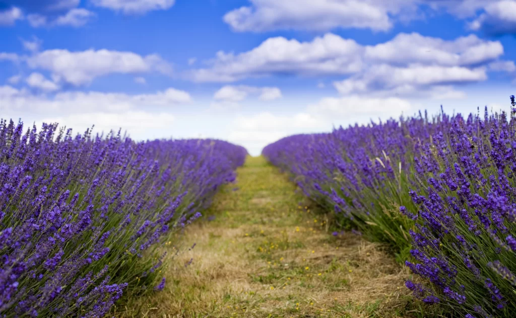 Purple Lavender Field Blooms Sky gray Clouds