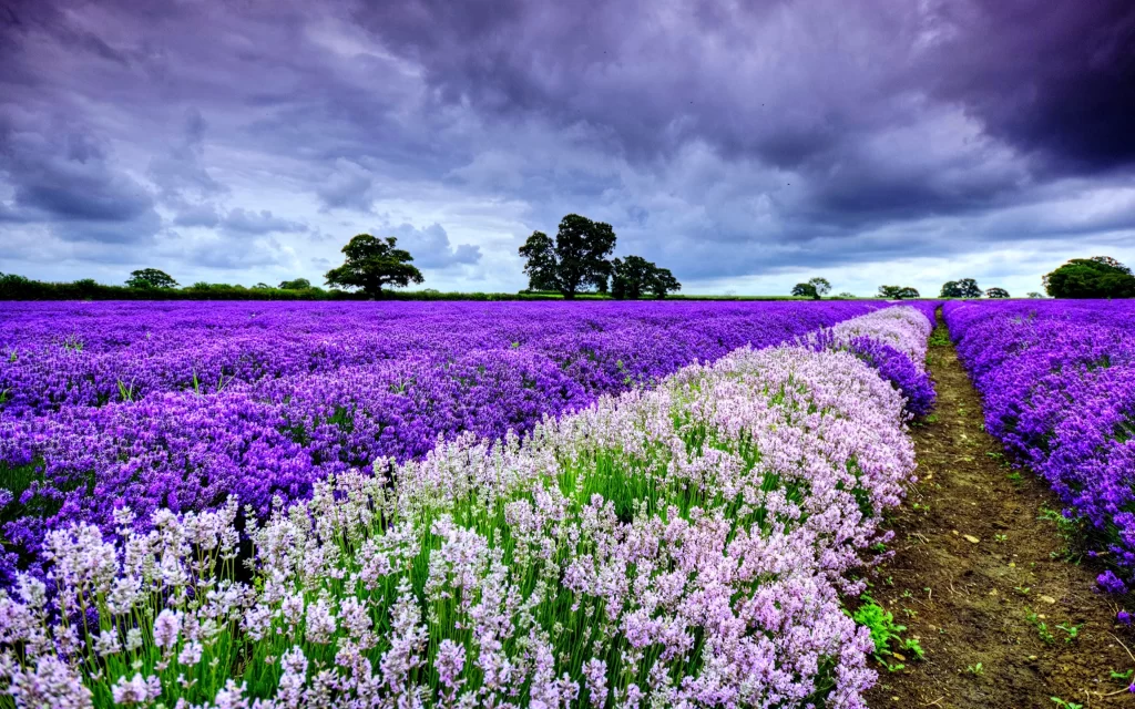 Purple Lavender Field Blooming Cloudy Sky