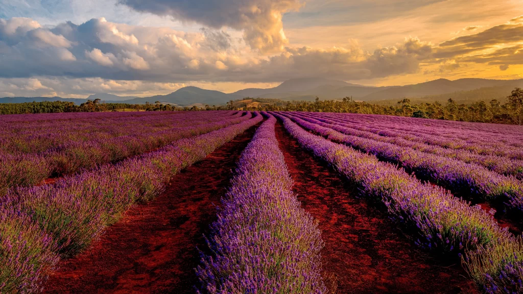 Purple Lavender Field Blooms Rows Hills Sky