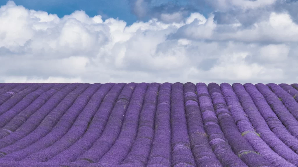 Purple Lavender Field Blooms Sky cool Clouds