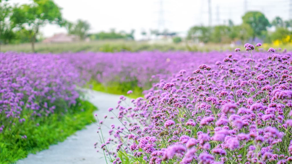 Purple Lavender Field Pathway Blooming