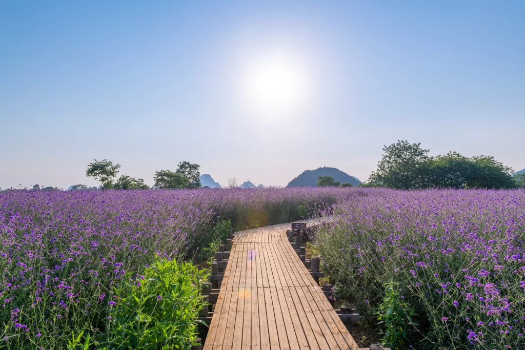 Purple Lavender Field Pathway Sunlight