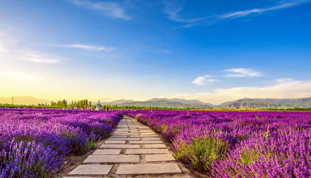 Purple Lavender Field Pathway Hills Blue Sky