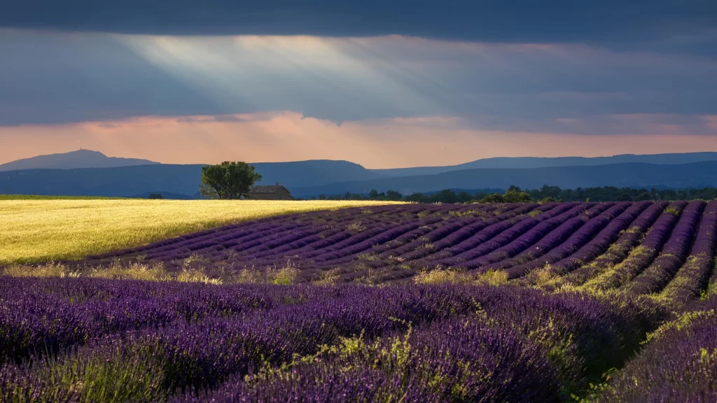 Purple Lavender Field Rows Blooming Sunlight