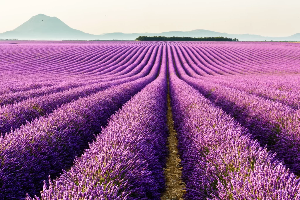 Purple Lavender Field Rows Blooms Nature