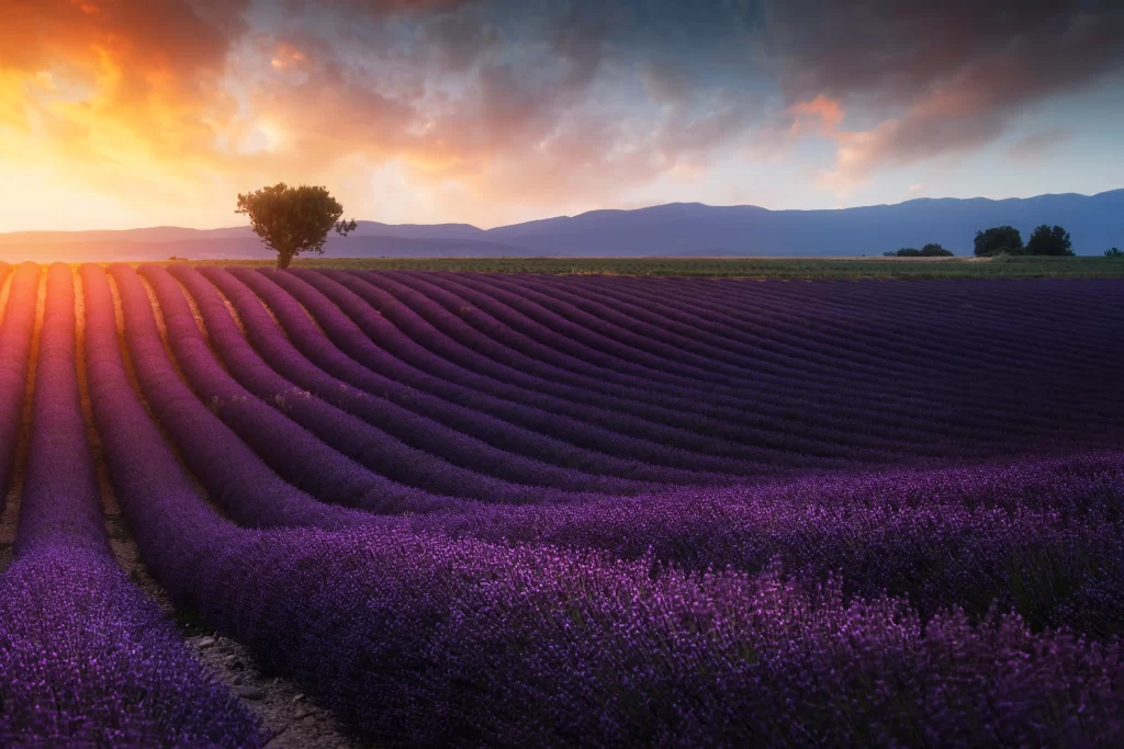 Purple Lavender Field Rows Sunset Hills