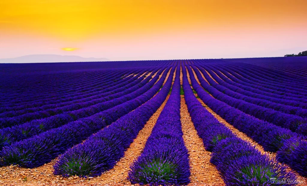 Purple Lavender Field Rows Sunset Horizon
