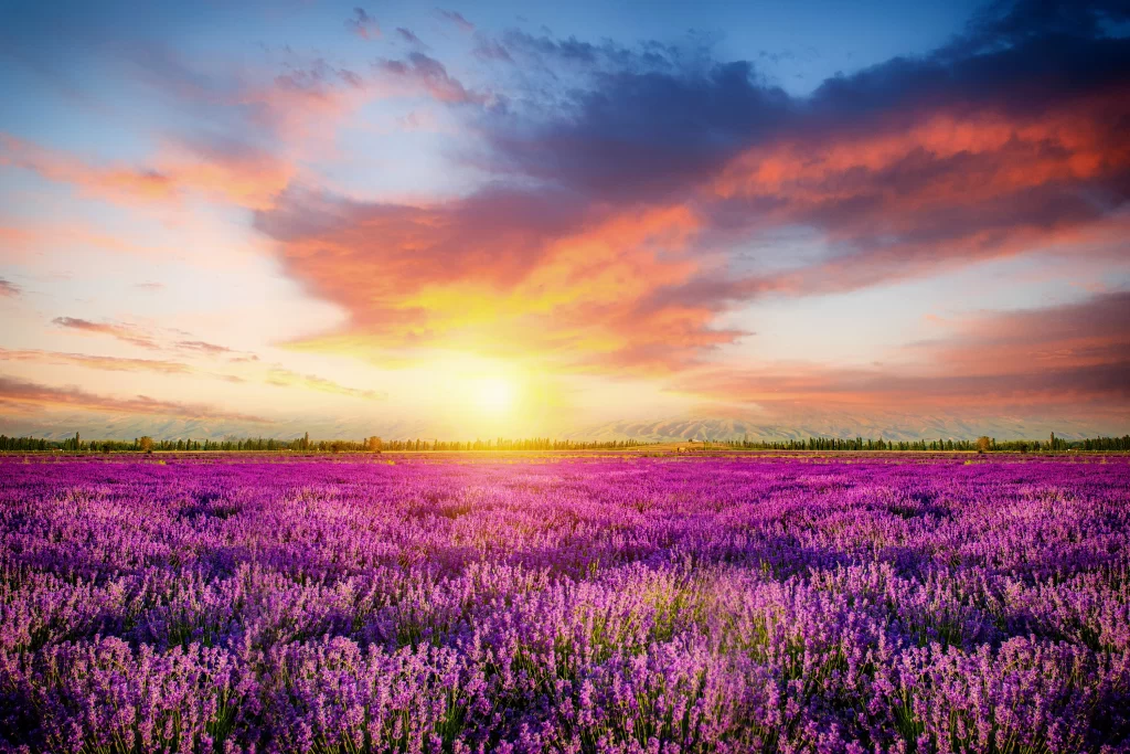 Purple Lavender Field Sunset Clouds