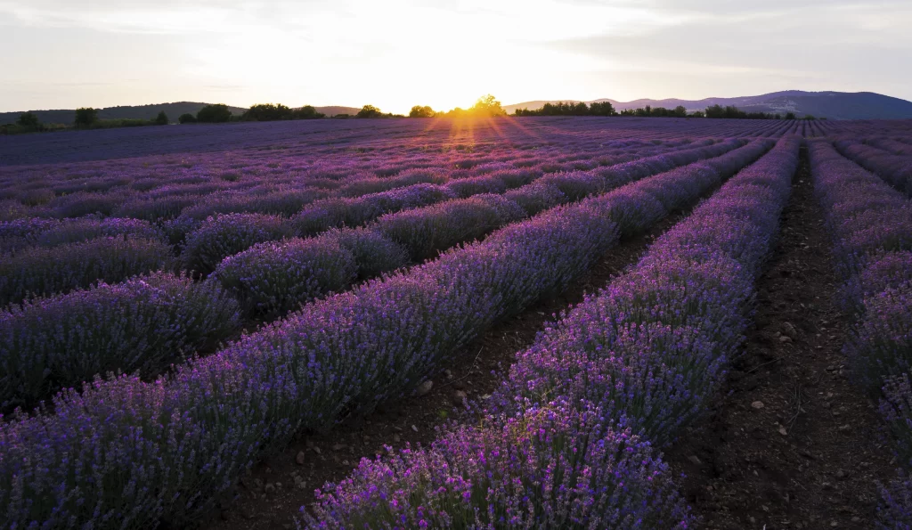 Purple Lavender Field Sunset Blooms Rows