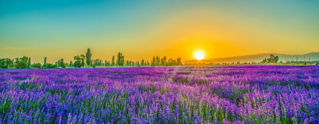 Purple Lavender Field Sunset Blooms