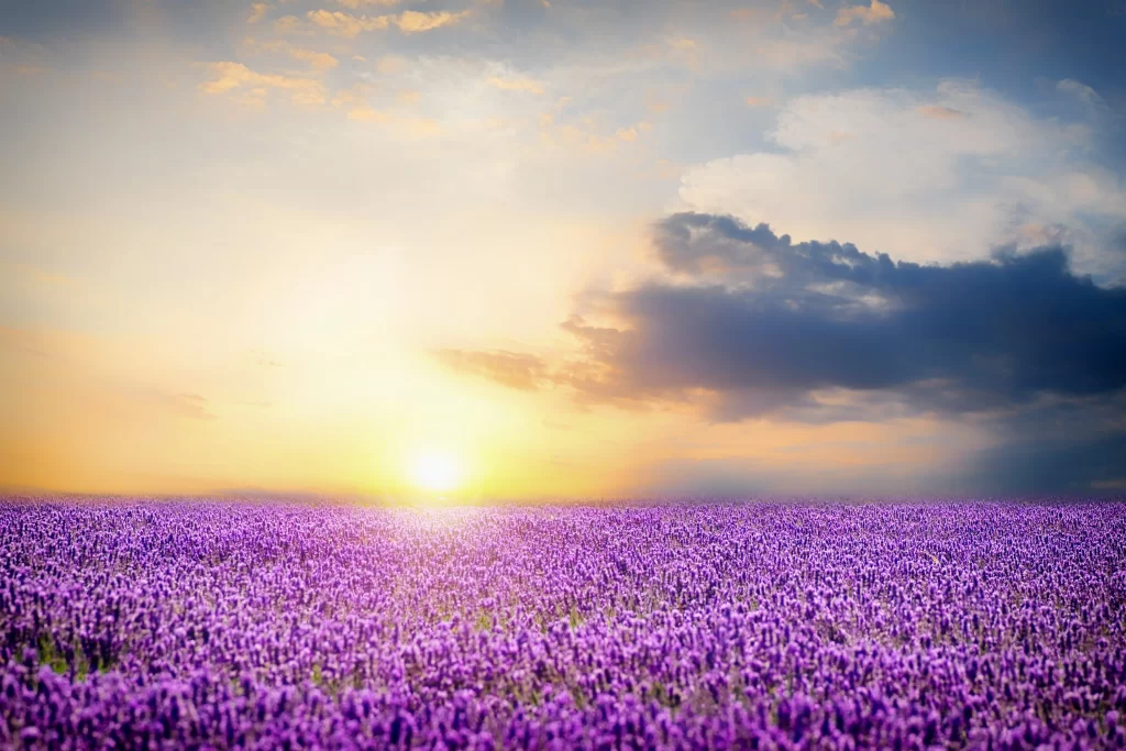 Purple Lavender Field Sunset Clouds