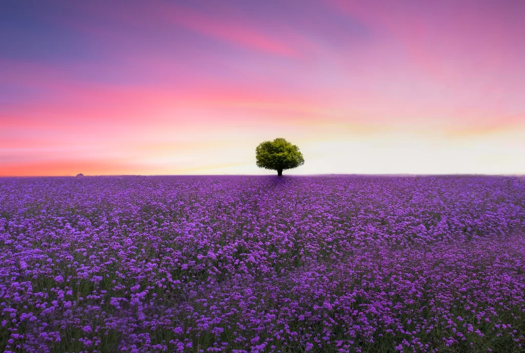 Purple Lavender Field Sunset Tree