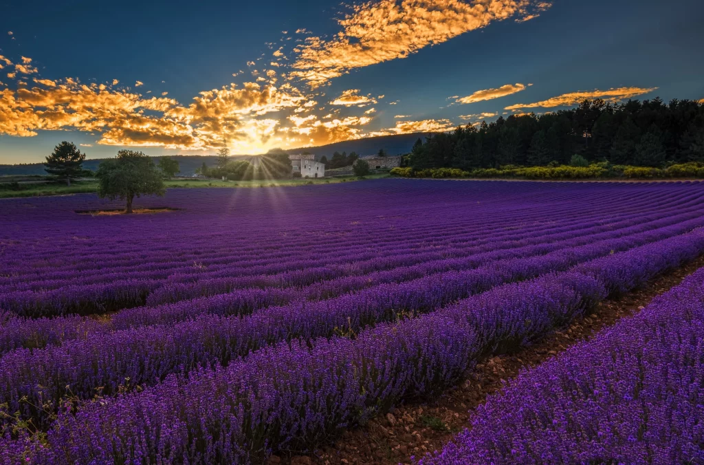 Purple Lavender Field Sunset Blooms Sky