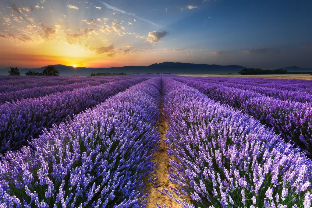 Purple Lavender Field Sunset Blooms Horizon