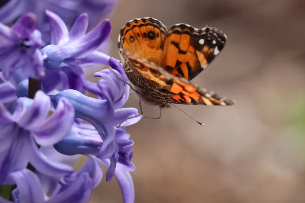 Purple Lavender Petals Blooming