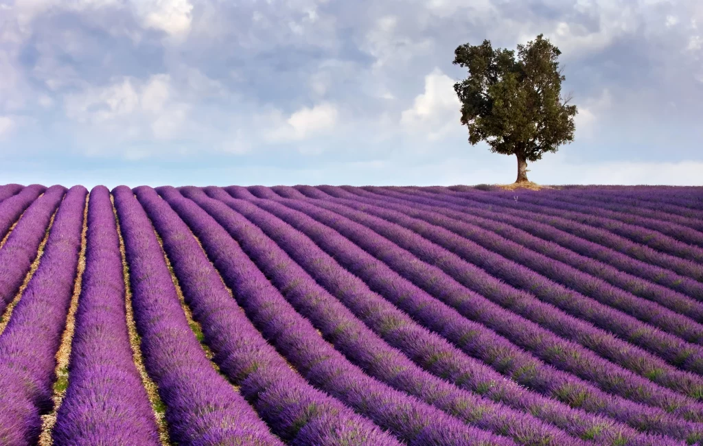 Purple Lavender Rows Tree Sky