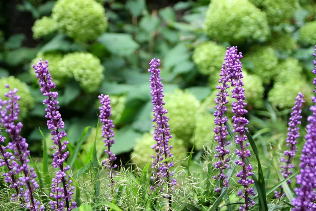 Purple Lavender Spike Blooms warm Greenery