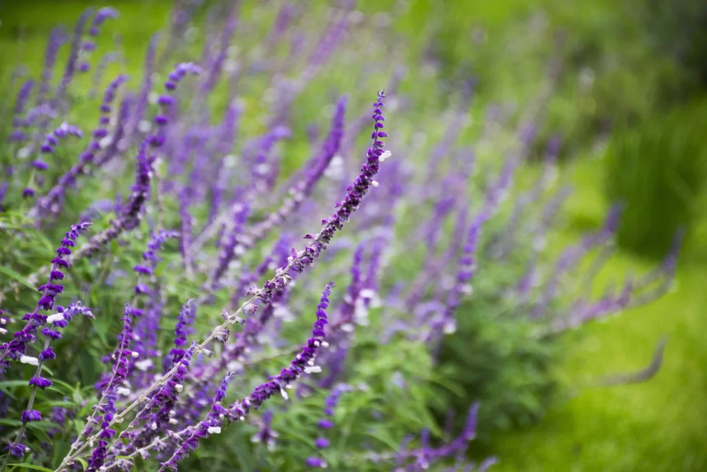 Purple Lavender Spike Blooms gray Greenery