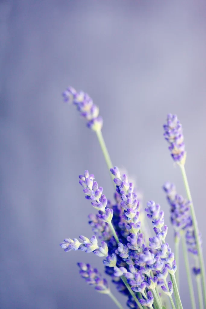 Purple Lavender Stems Blooms Soft Focus