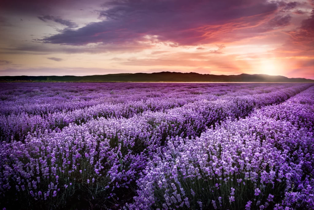 Purple Lavender Sunset Blooms warm Field