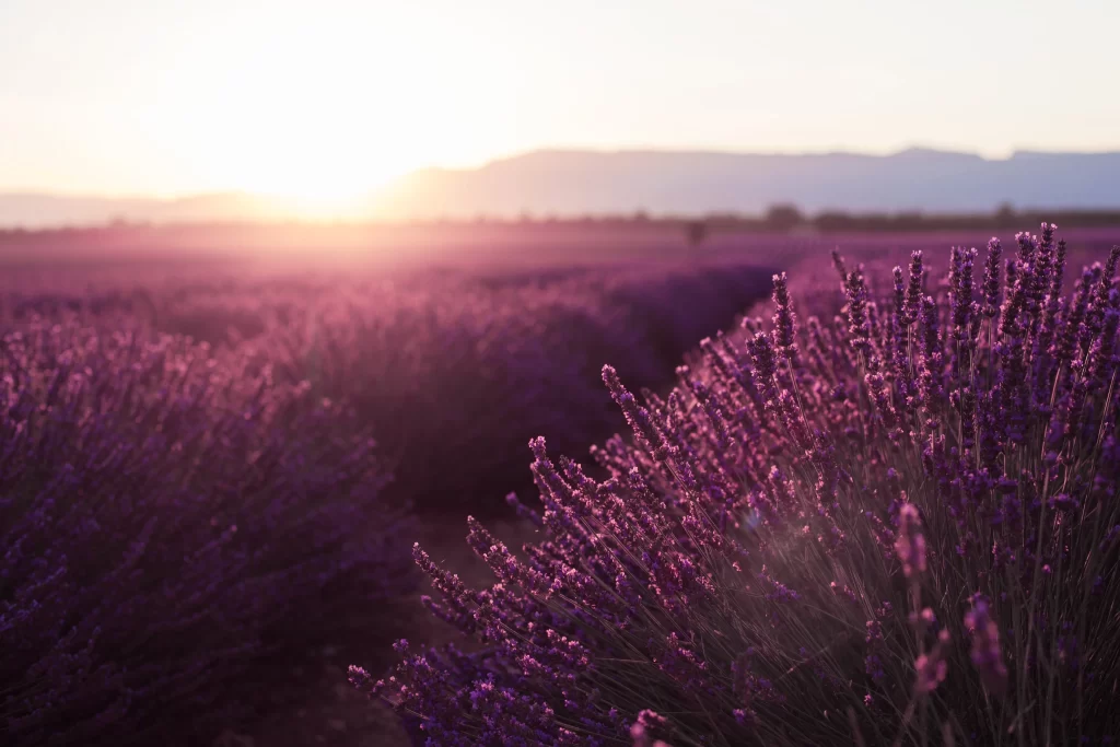 Purple Lavender Sunset Blooms gray Field