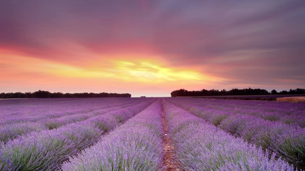 Purple Lavender Sunset Rows Blooms Field