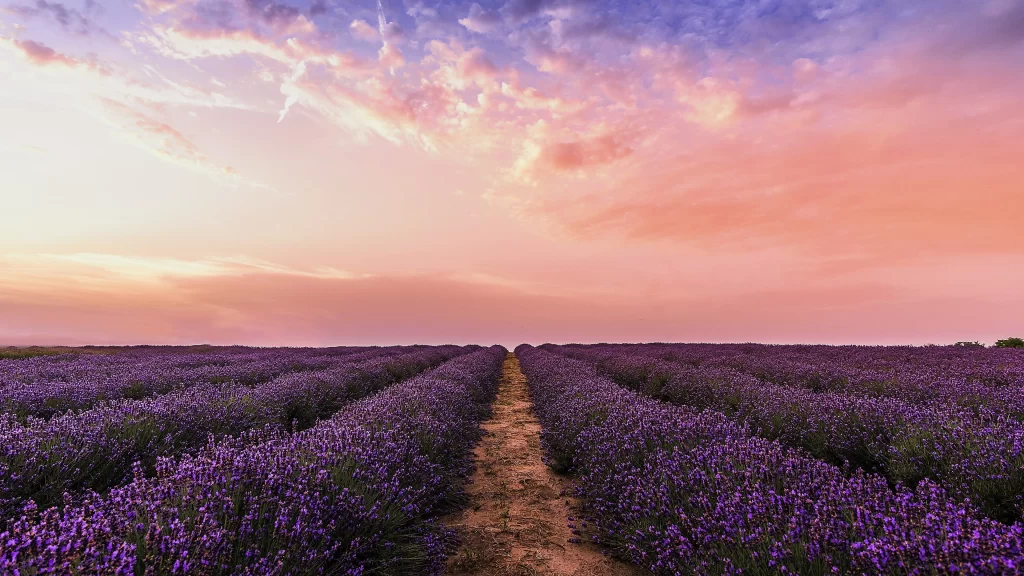 Purple Lavender Sunset Rows Pathway