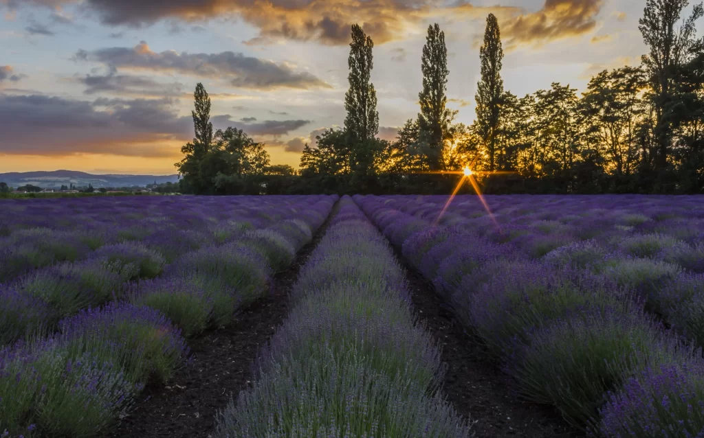 Purple Lavender Sunset Rows Trees Sky