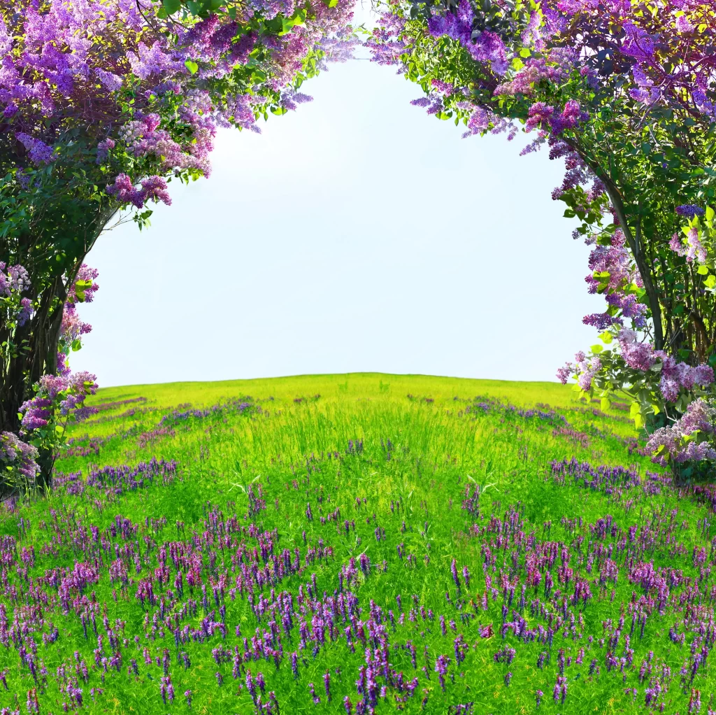 Purple Lilac Blooms Green Grass Archway