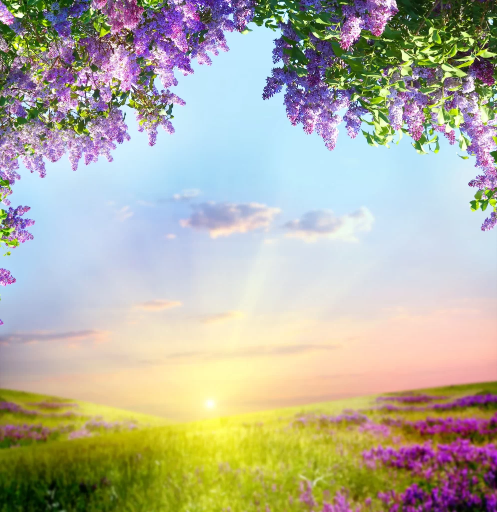 Purple Lilac Blossom Green Leaves Sunlight